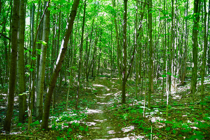 Arcadia Dunes Dry Hill Trail